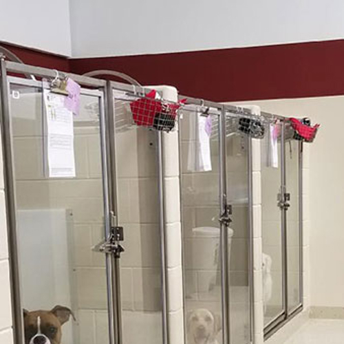 An image of dogs in their indoor kennels